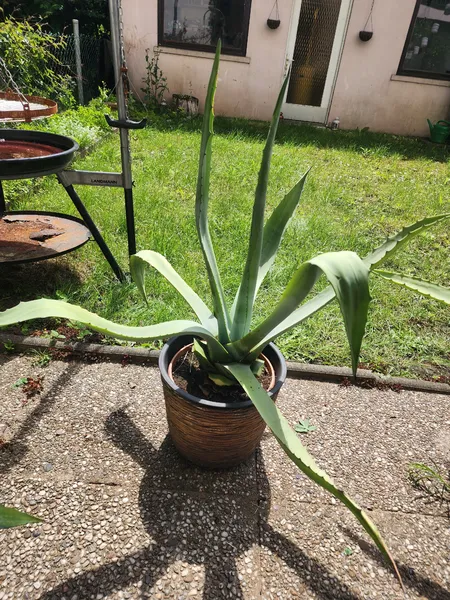 Agave