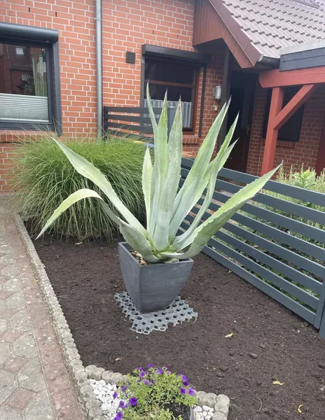 Agave mit Topf