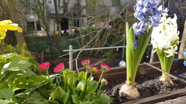 Balkonetta und Gartensprenkel