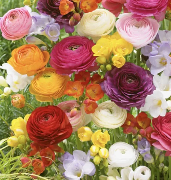 Frische Blumen