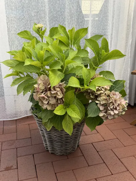 Hortensie im Korb