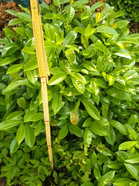 Kirschloorber Durchmesser 80 bis 90 cm, drei Stück