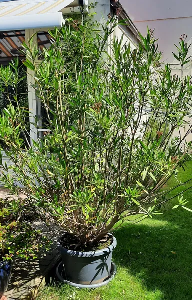 Oleander,  Höhe 2 m