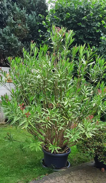 Oleander,  Höhe ca. 2 m